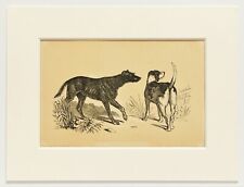 Lurcher foxhound dog for sale  NORWICH