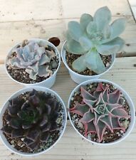 Super set echeveria usato  Monte San Vito