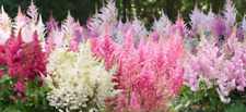 Astilbe arendsii mixed for sale  Litchfield