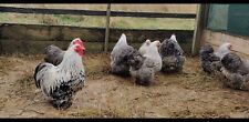 Silver Partridge Pekin bantam hatching eggs x 12 for sale  GLOUCESTER