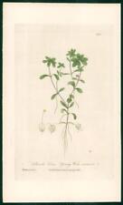 1837 antique botanical for sale  ASHFORD