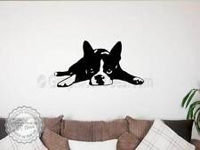 Cute boston terrier for sale  Shipping to Ireland