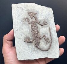 Real choristodera fossil d'occasion  Expédié en Belgium