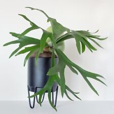 Houseplant common staghorn for sale  IPSWICH