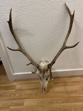 Large deer stag for sale  CARNFORTH