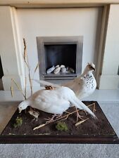 Taxidermy white pheasant for sale  KINGSWINFORD