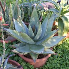 Aloe spectabilis-Aloe Vera-planta SUCULENTA DE FLORACIÓN semillas - 10 X segunda mano  Embacar hacia Spain