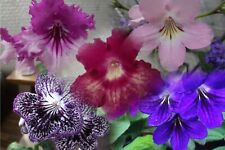 Streptocarpus lucky dip for sale  MAIDENHEAD