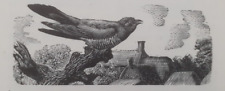 Cuckoo 1949 print for sale  OSWESTRY