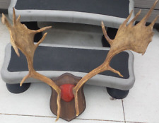 Fallow deer mount for sale  Stoughton