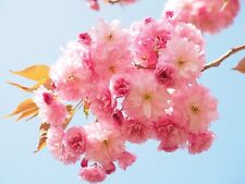 Japanese cherry blossom for sale  CHORLEY