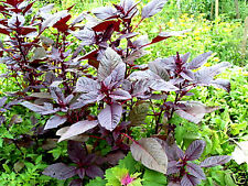 Amaranth red amaranthus gebraucht kaufen  Muldestausee