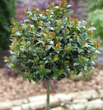 High trunk holly for sale  Shipping to Ireland