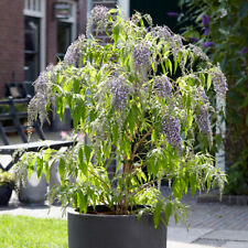 Butterfly bush buddleia for sale  PETERBOROUGH