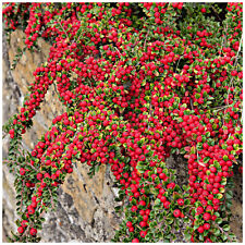 Cotoneaster suecicus coral for sale  NEWTOWNARDS