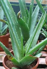 Aloe vera live for sale  Mesa