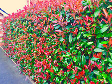 Photinia red robin for sale  Shipping to Ireland