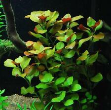 Rare ludwigia repens d'occasion  Krautergersheim