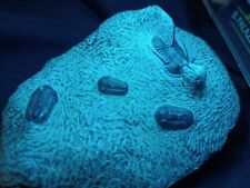 Trilobite fossile otarion usato  Milano