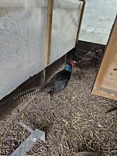 Melanistic pheasant hatching for sale  MARKET RASEN