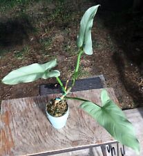 Philodendron hastatum plant for sale  Hollywood