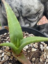 Aloe alooides rare for sale  Phoenix