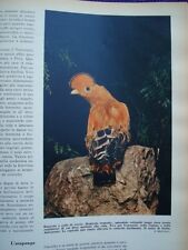 Natura viva uccelli usato  Italia