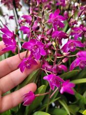 Rare dendrobium berry for sale  HALSTEAD