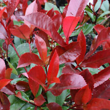 Photinia fraseri red for sale  UK