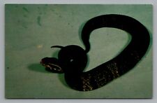 Poisonous snakes cottonmouth for sale  Okemos