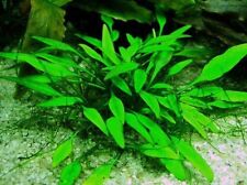 Cryptocoryne lucens touffe d'occasion  Krautergersheim