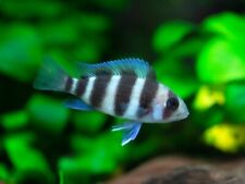 Frontosa kavala tanganyika for sale  HAYWARDS HEATH