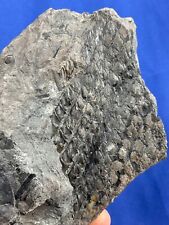 Carboniferous lepidodendron ba gebraucht kaufen  Saarbrücken