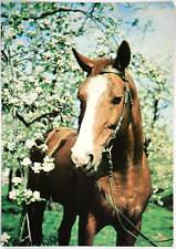 Pferd postkarte rania gebraucht kaufen  Langen