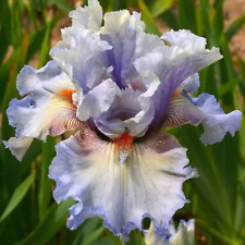 Iris buvard rizoma. usato  Bologna