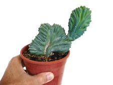 Myrtillocactus geometrizans CRESTED C92 CACTUS FAT PLANT, used for sale  Shipping to South Africa