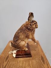 J160 cottontail rabbit for sale  Hinton