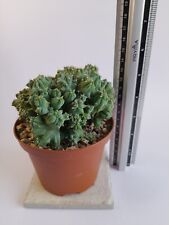 Used, Myrtillocactus Geometrizans Crestate - Height 6.5cm - Vase/Pot 10cmÂ ðμðμ for sale  Shipping to South Africa