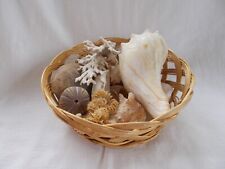 basket sea shells full for sale  Ocala