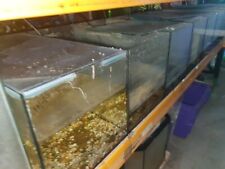 2ft 1ft breeding for sale  HAYES