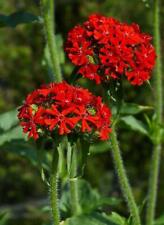 100 lychnis chalcedonica for sale  Shipping to Ireland