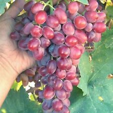 T210a crimson vine for sale  Bakersfield