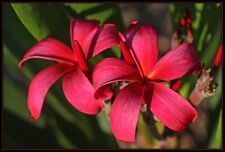 Red plumeria frangipani for sale  WEMBLEY