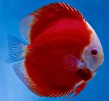 Discus fish red for sale  LONDON