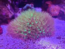 marine fish coral for sale  KENLEY