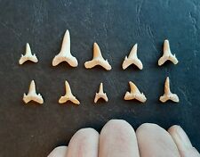 Fossile denti squalo usato  Minerbio