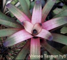 Bromeliad vriesea tasman for sale  USA