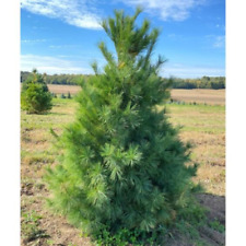 White pine live for sale  Saint Louis