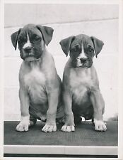 Boxer 1950 chiens d'occasion  Ballon