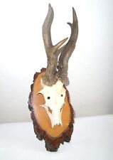 Vintage taxidermy mounted for sale  WALSALL